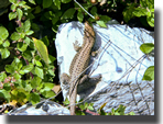 hellenolacerta graeca